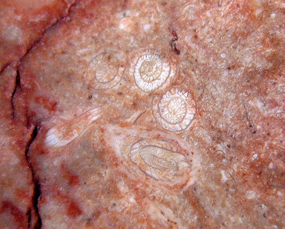 Fusulinids in Chert