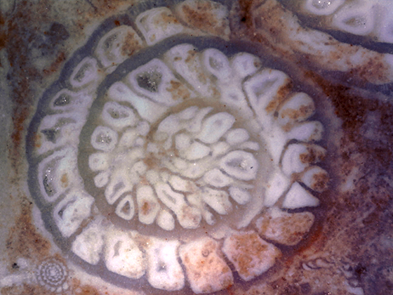 Fusulinid in Cross-Section