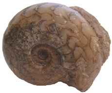 Ammonite