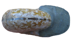 Ammonties Showing Siphuncle