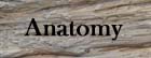 Anatomy Button