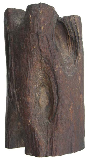 Image of petrified wood with knots