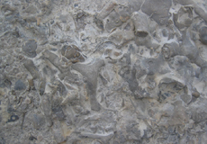 Associated Slab from Ohio