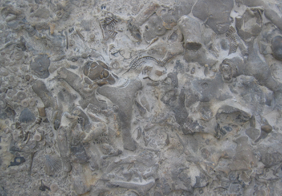 Bryozoan Associated Slab