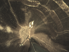 Insect Galleries in Blue Forest Wood