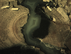 Insect Galleries in Blue Forest Wood