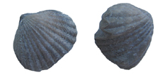 Brachiopod