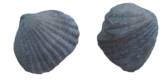 Brachiopods