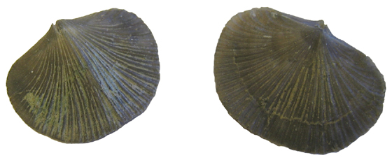 Brachiopod