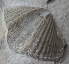 Brachiopod