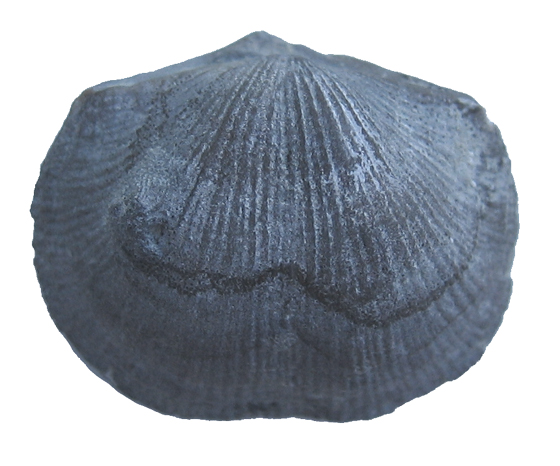 Brachiopod