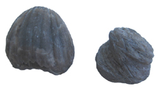 Brachiopod
