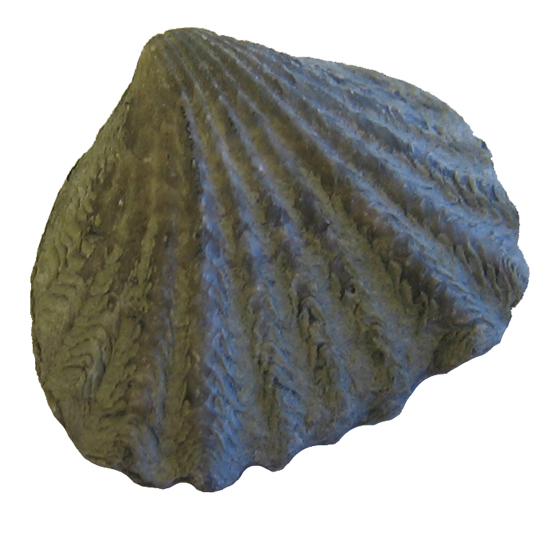 Brachiopod