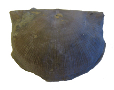 Brachiopod