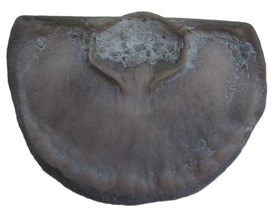 Brachiopod