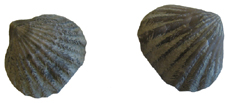Brachiopod