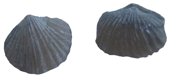Brachiopod