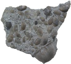 Brachiopod Slab Indiana