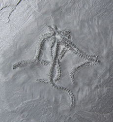 Brittle Star