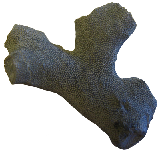 Bryozoan