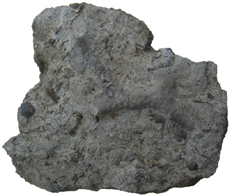 Bryozoan Slab