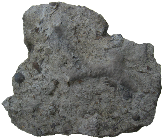 Bryozoan Slab