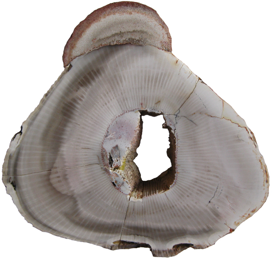 Calamites Stem Cross-Section