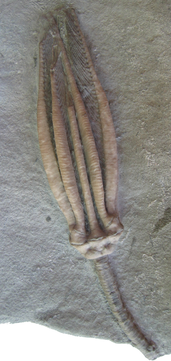 Crinoid