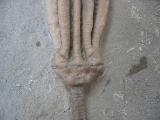 Crinoid Close-up