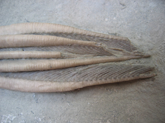 Crinoid Close-up