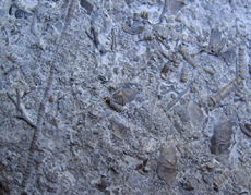 Crinoid Assoicated Slab