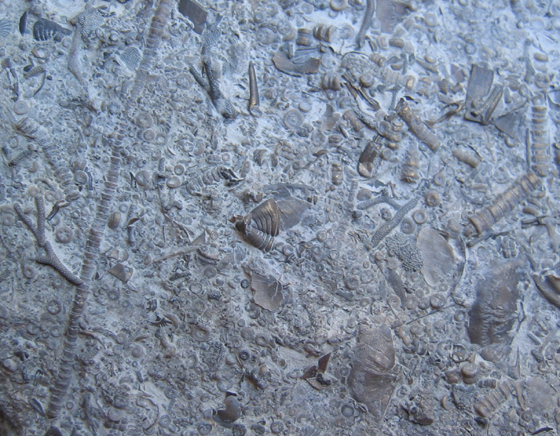 Crinoid Associated Slab
