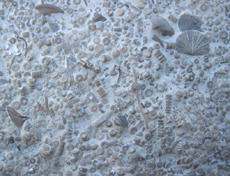 Crinoid Assoicated Slab