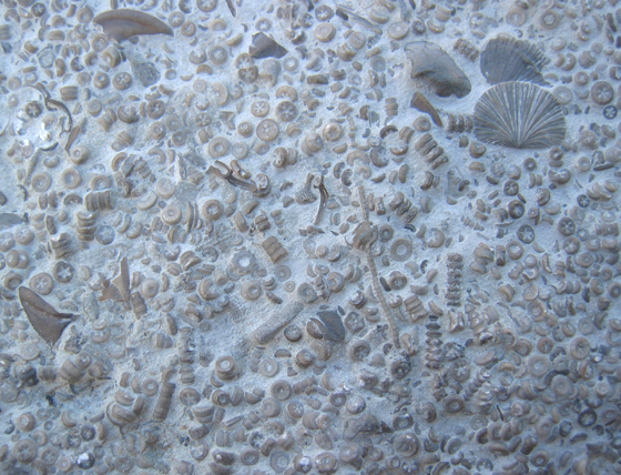 Crinoid Associated Slab