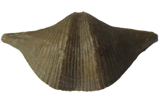 Brachiopod