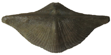 Brachiopod