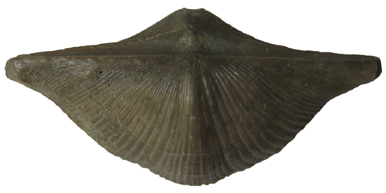 Brachiopod