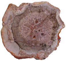 Dernbachia brasiliensis