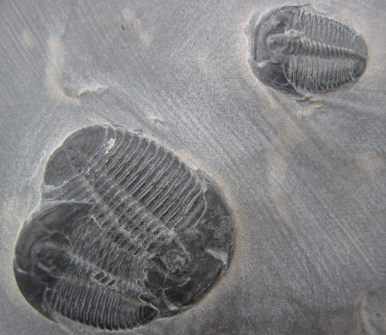 Elrathia kingii from Utah