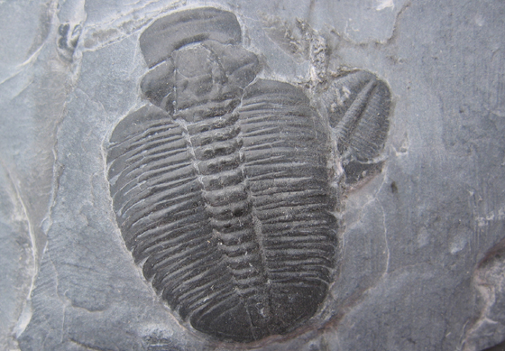 Elrathia kingii from Utah