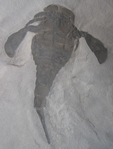 Eurypterus remipes