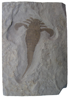 Eurypterus remipes