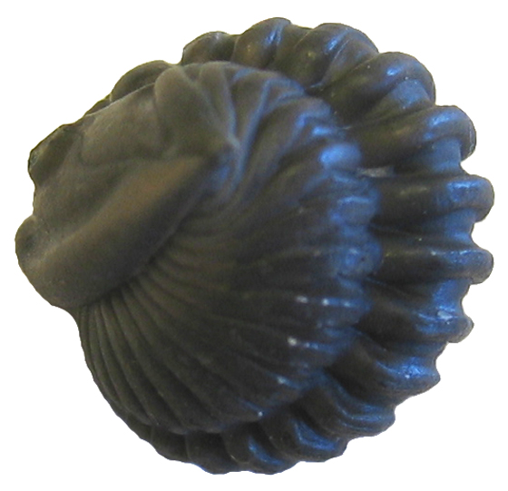 Trilobite