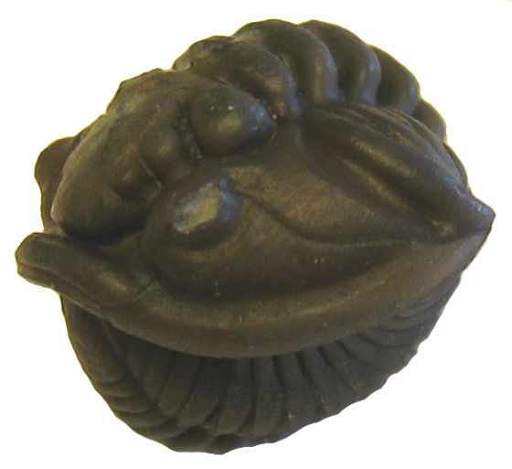 Trilobite
