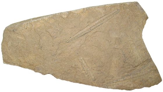 Graptolites