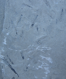 Graptolites