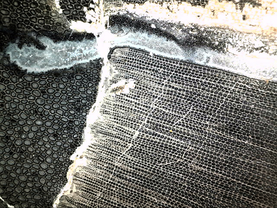 Lepidodendron metaxylem and secondary xylem