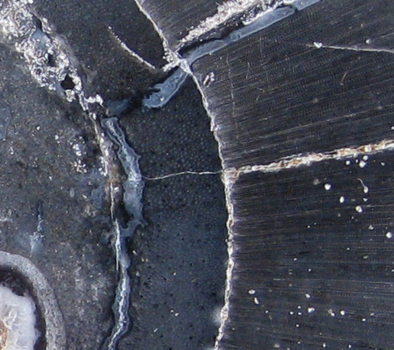 Lepidodendron cross-section of primary and secondary xylem ring