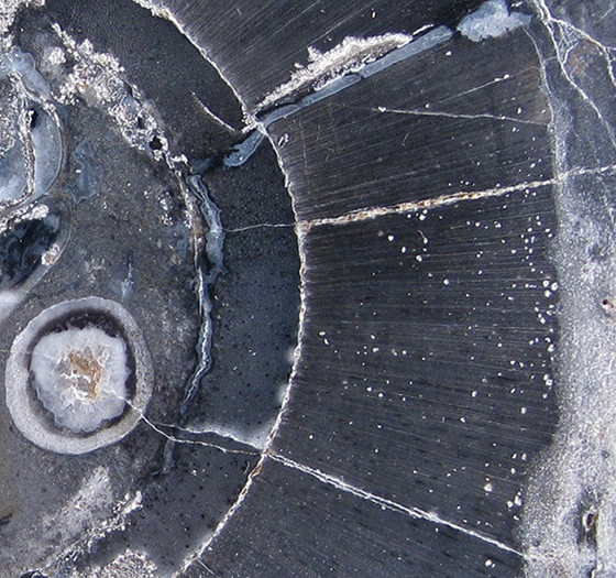 Lepidodendron stem cross-section