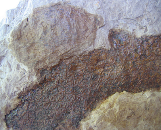 Unidentified Structure by Lepidodendron Specimen